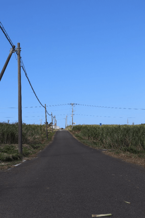 『秒速５センチメートル』通学路のさとうきび畑　写真