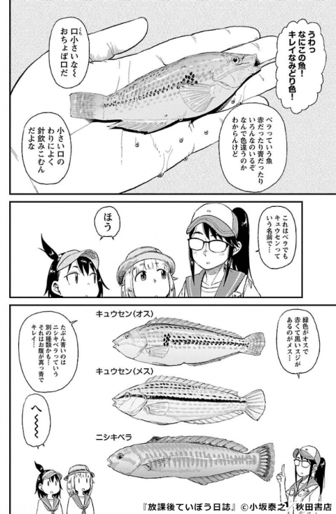 『放課後ていぼう日誌』ベラ(キュウセン)