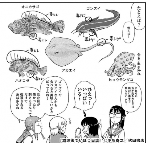 『放課後ていぼう日誌』危ない魚